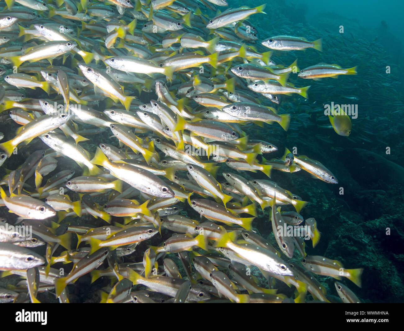 Schnapperfische (Lutjanus biguttatus Stock Photo Alamy