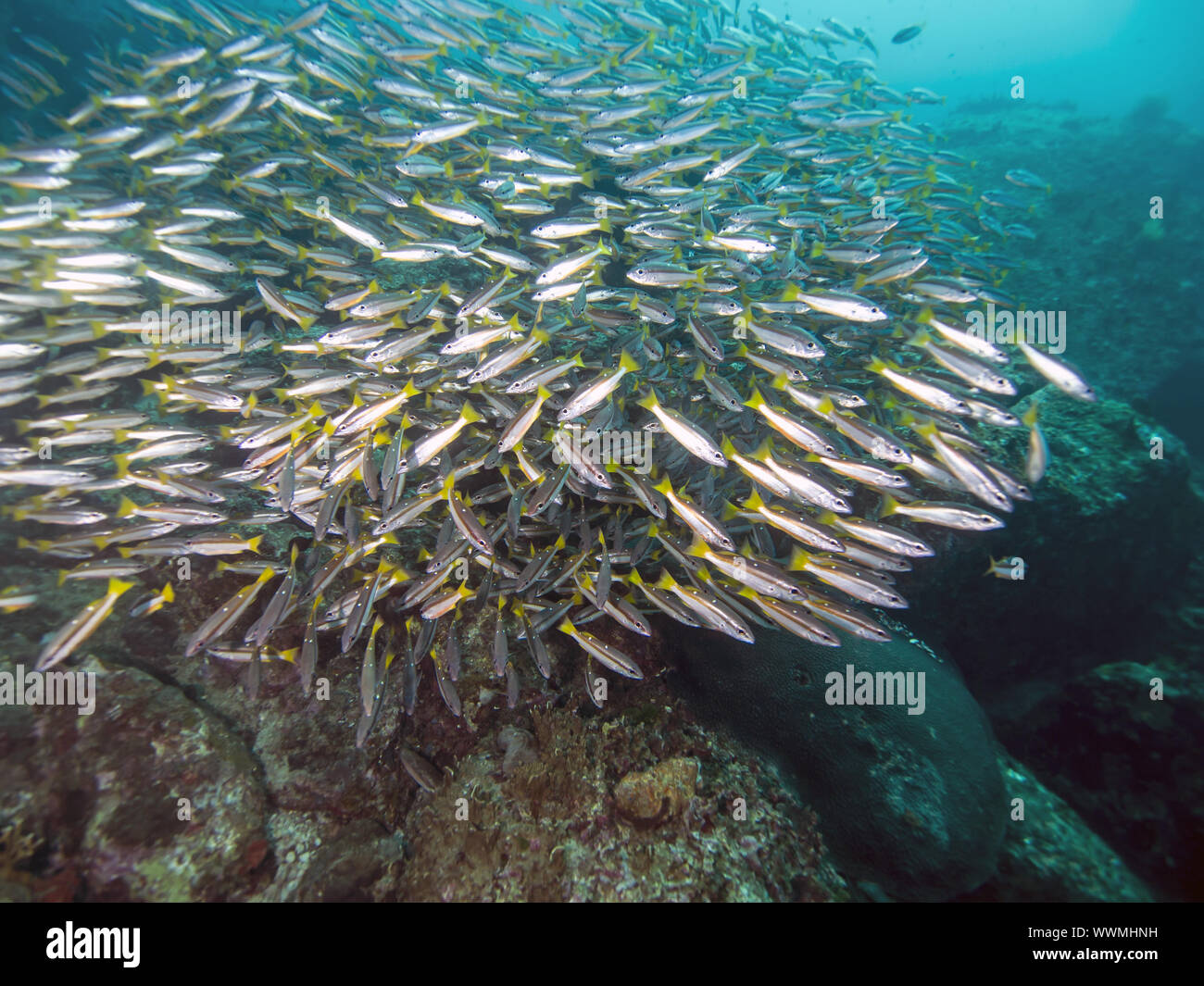 Schnapperfische (Lutjanus biguttatus Stock Photo Alamy
