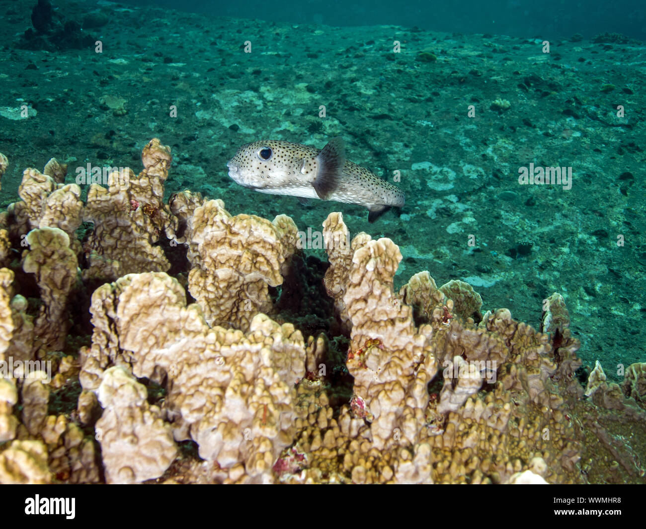 Spotted Porcupinefish Stock Photo