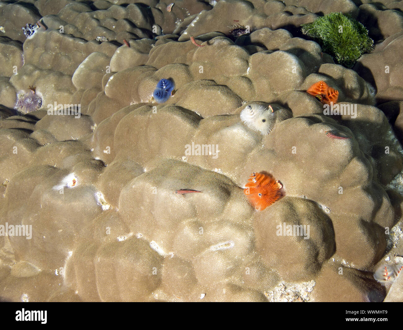 Christmas tree worms hi-res stock photography and images - Alamy