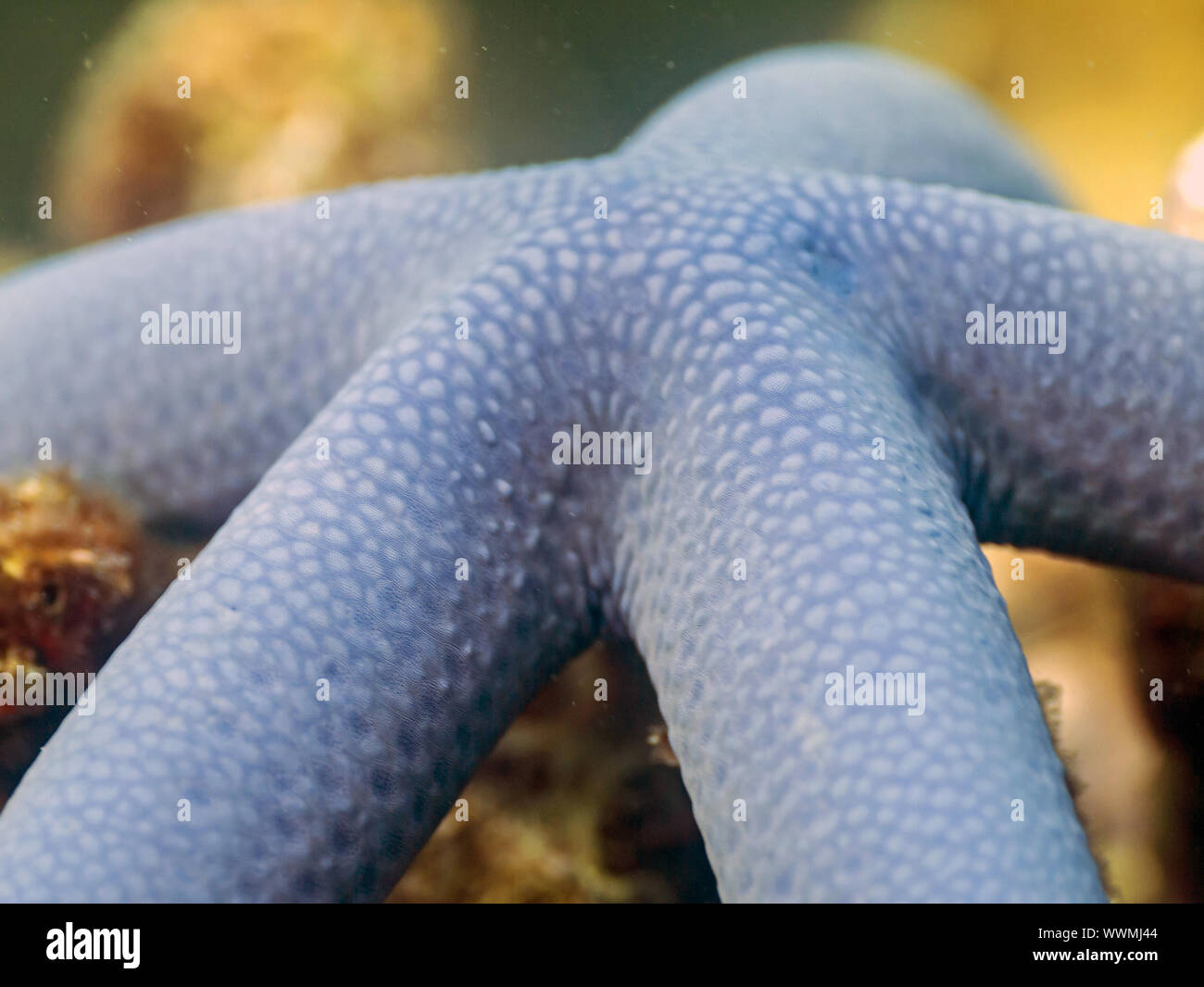 blue starfish Stock Photo
