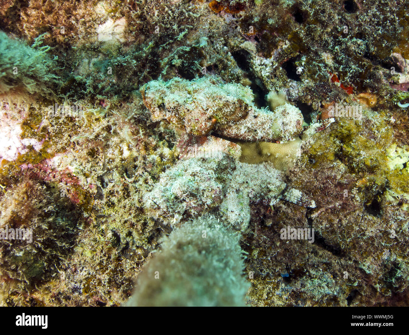 scorpionfish Stock Photo