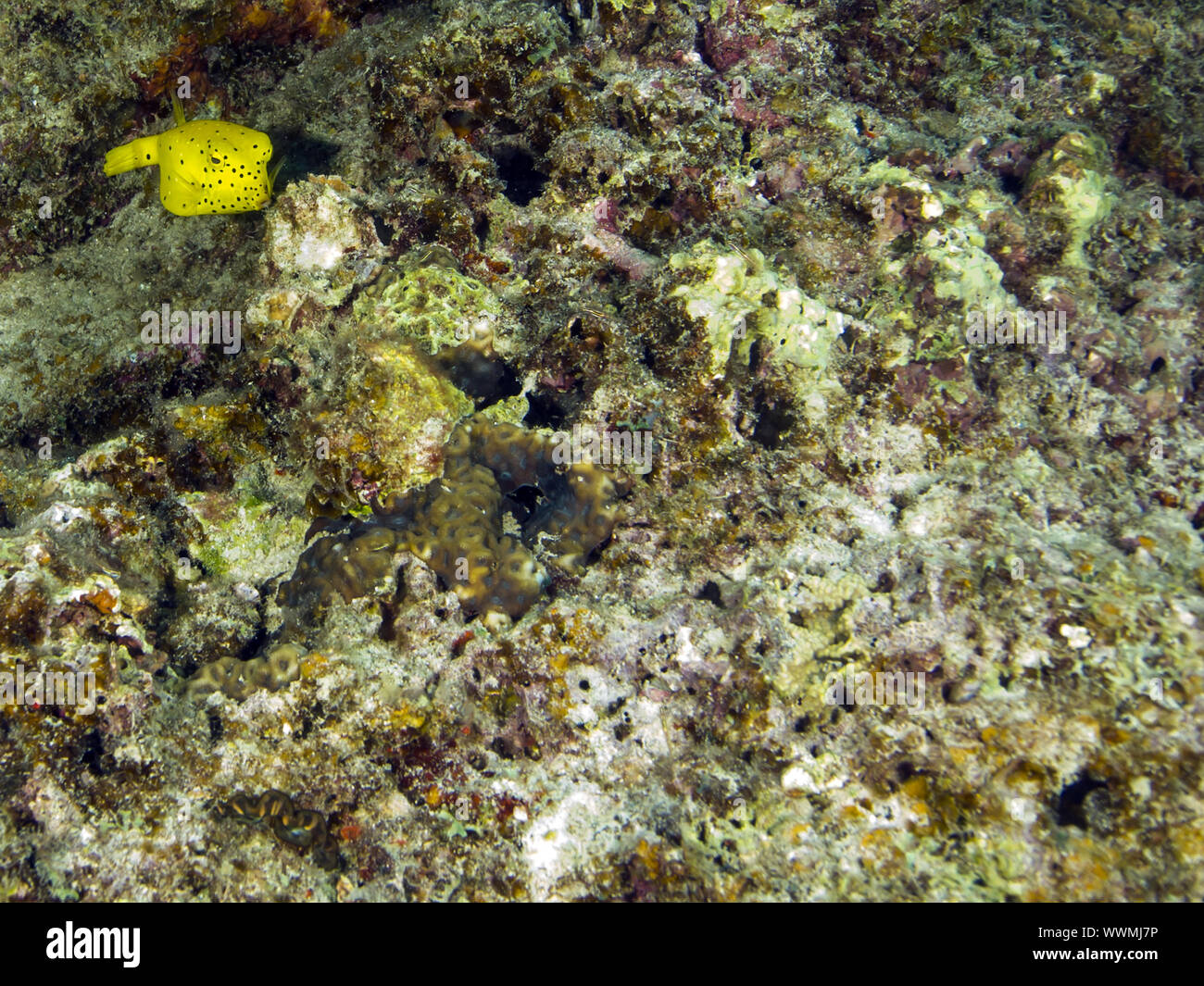 Kofferfisch hi-res stock photography and images - Alamy