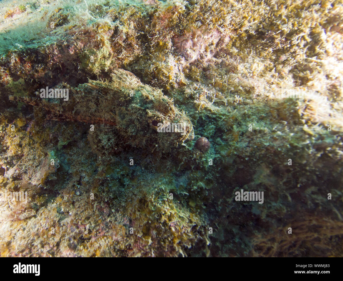 scorpionfish Stock Photo