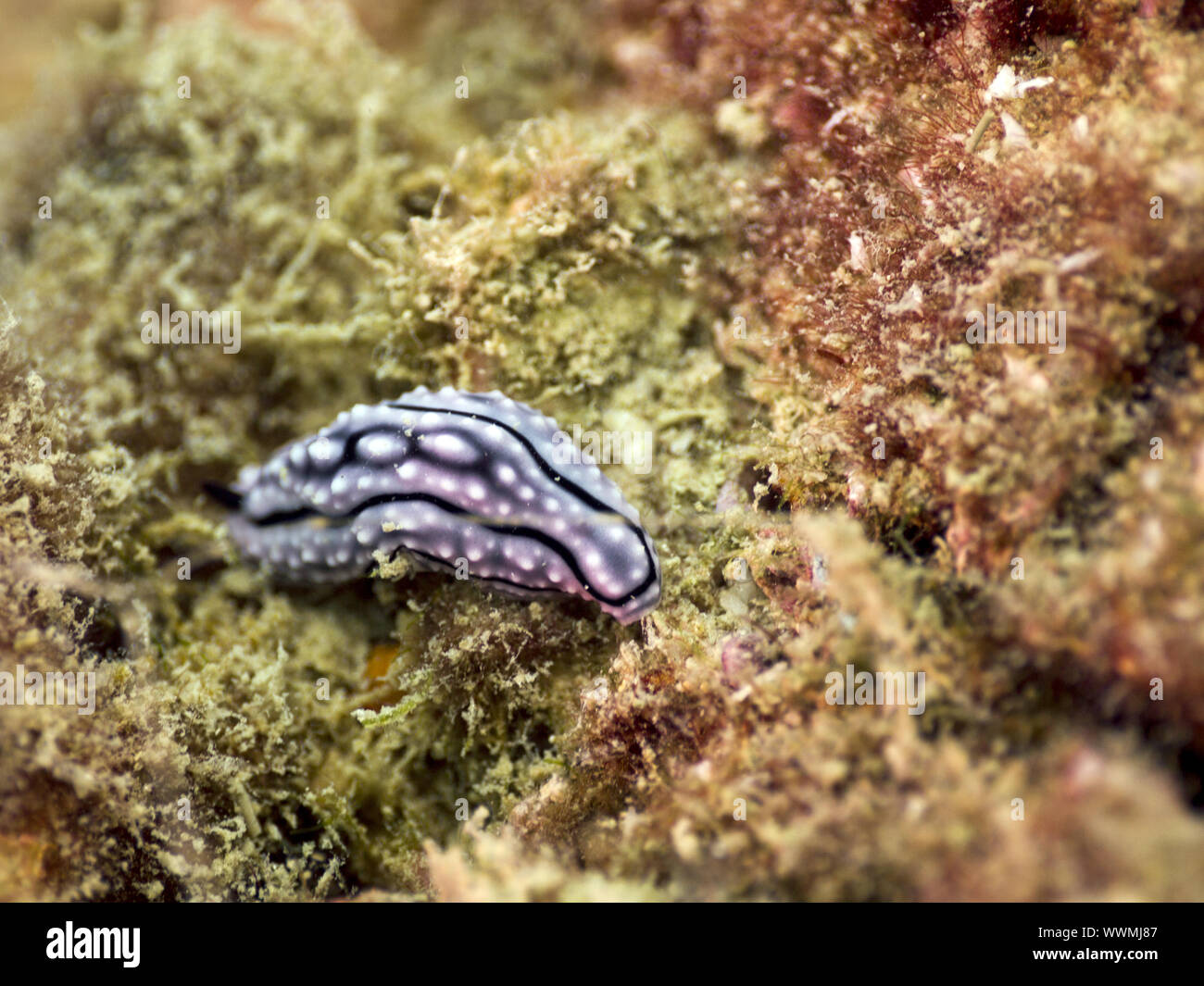nudibranch (Phyllidiella pustulosa) Stock Photo