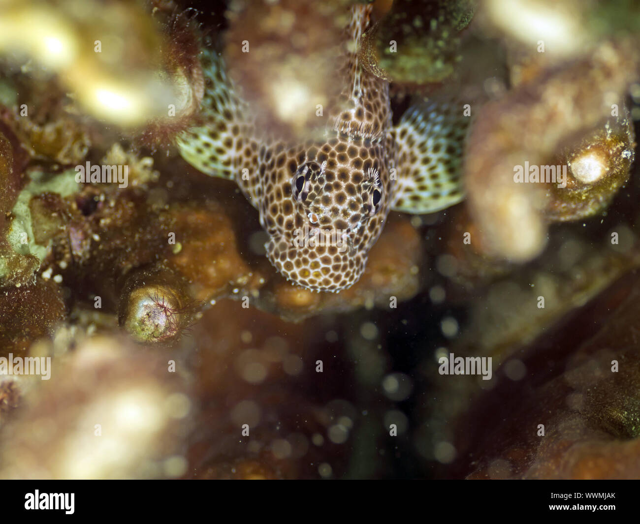zoonar gallery alamy stock photo zoonar gallery alamy stock photo