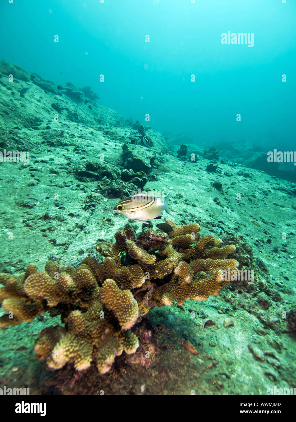 Koralle Stock Photo