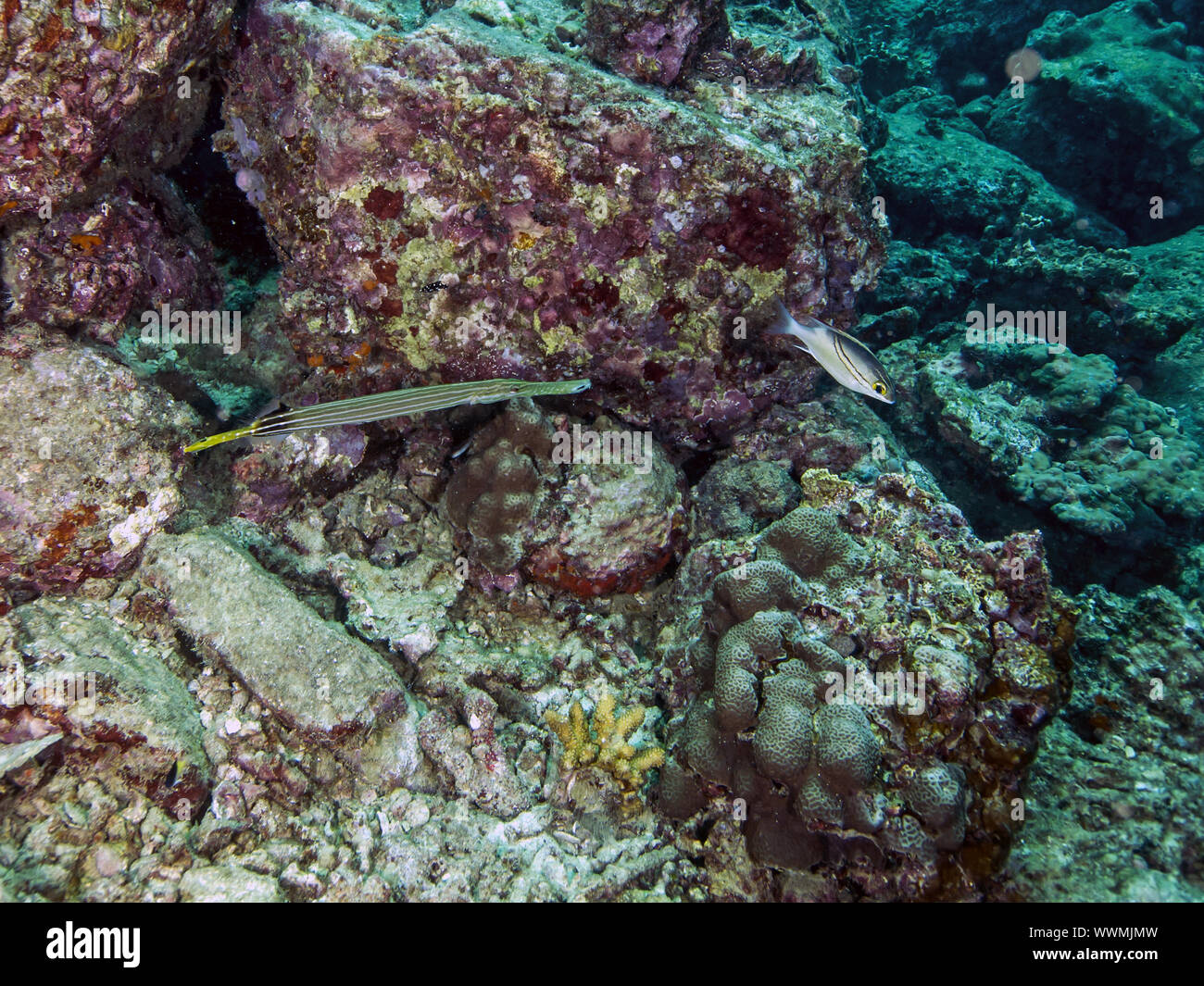 Pazifischer Trompetenfisch (Aulostomus chinensis) Stock Photo