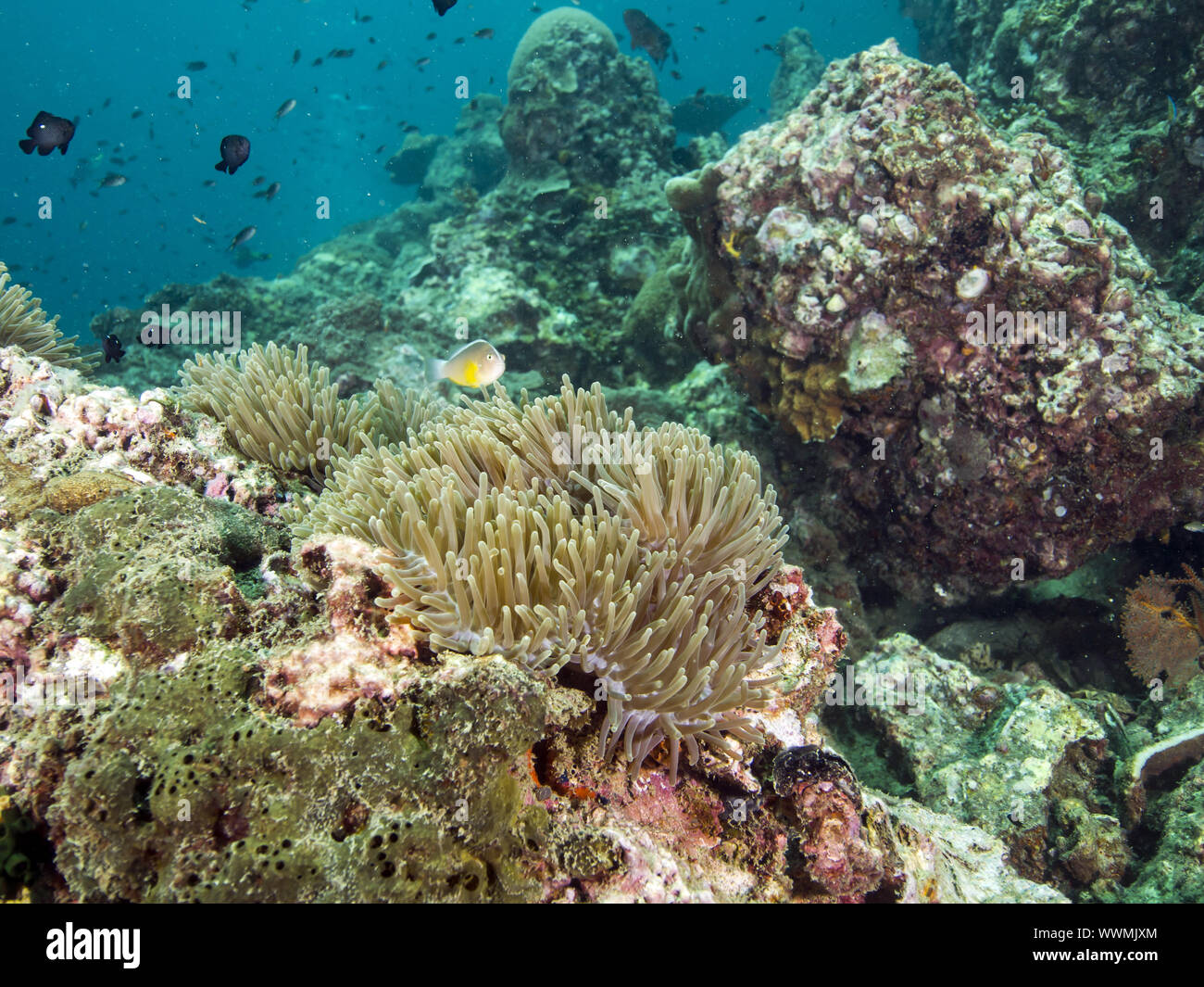 nosestripe anemonefish (Amphiprion akallopisos) Stock Photo