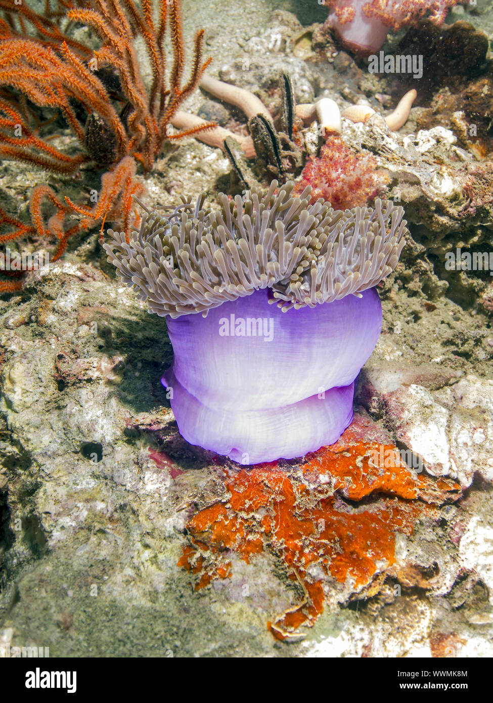 magnificent sea anemone Stock Photo - Alamy