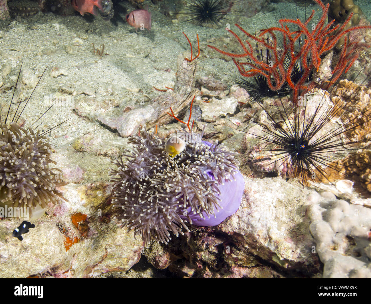 magnificent sea anemone Stock Photo