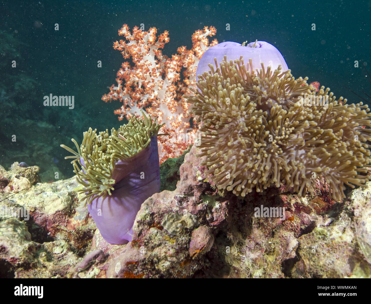 magnificent sea anemone Stock Photo