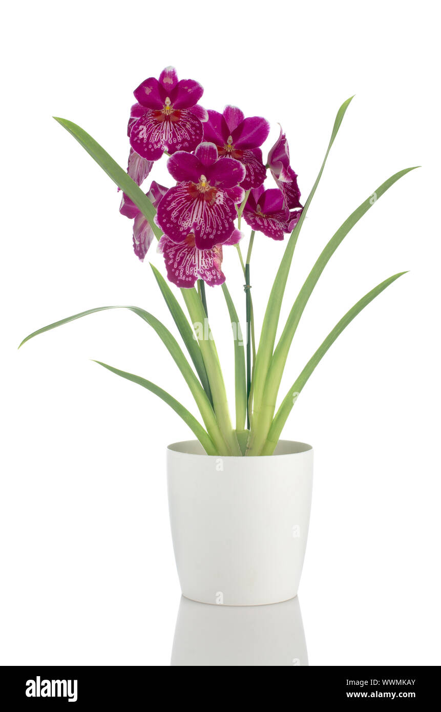 Beautiful Pansy Orchid - Miltonia Lawless Falls  flowers in a white flowerpot on white background. Stock Photo