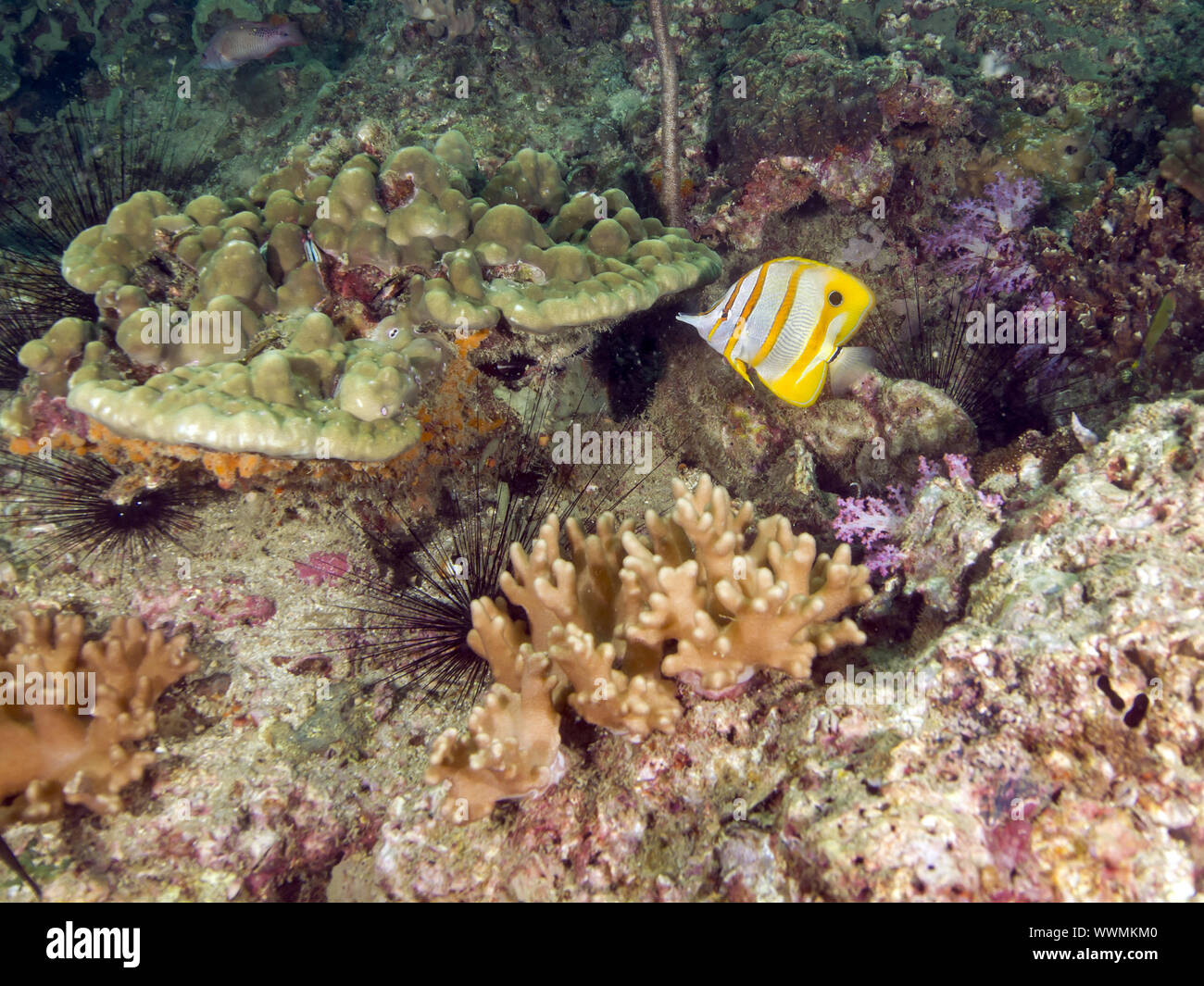 Kupfer-Pinzettfisch (Chelmon rostratus) Stock Photo