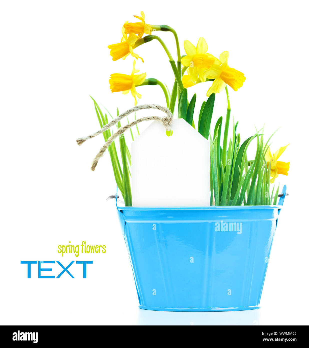 Pot of narcissus flower Stock Photo