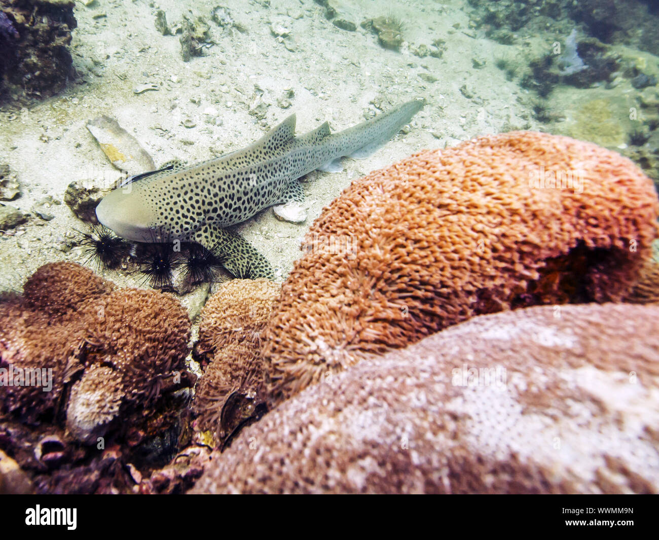 Zebra shark Stock Photo