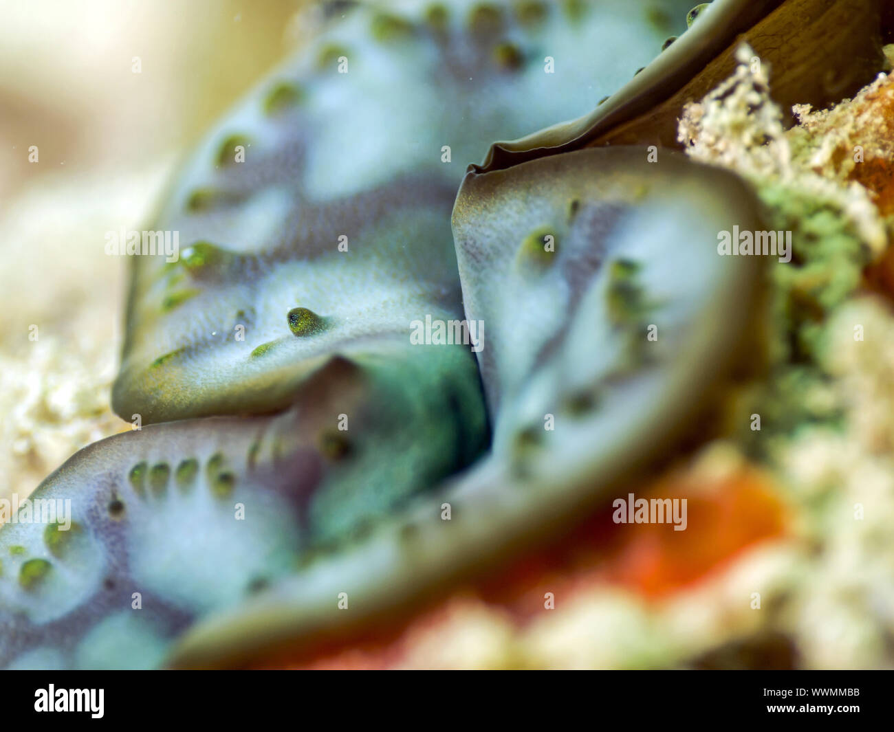 giant clam, Tridacna gigas Stock Photo - Alamy