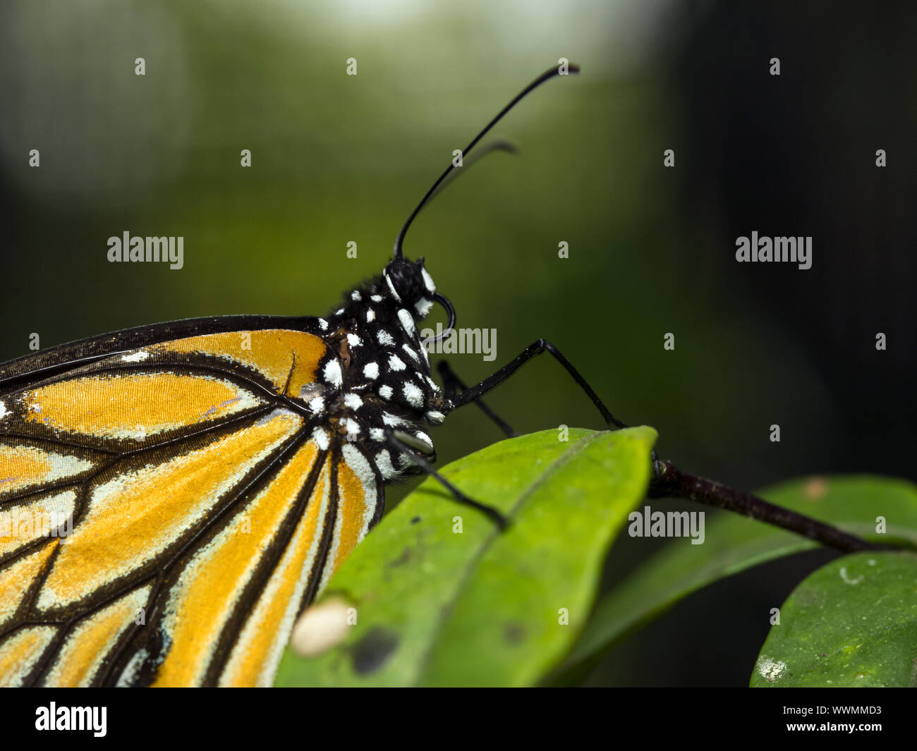 Monarchfalter (Danaus plexippus) Stock Photo