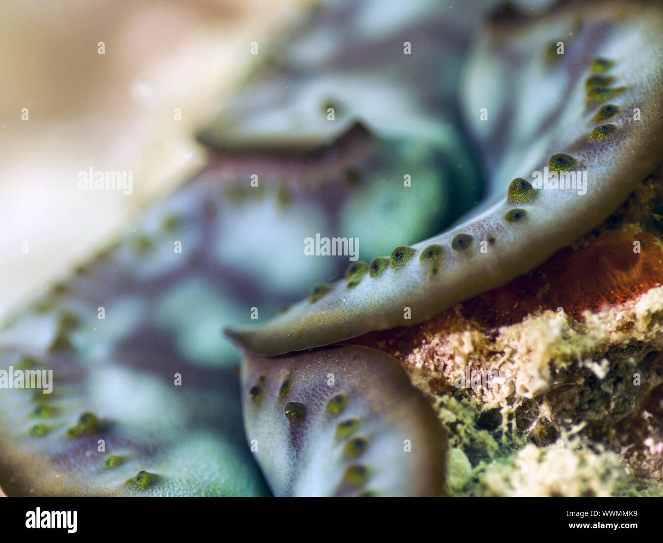 giant clam, Tridacna gigas Stock Photo - Alamy