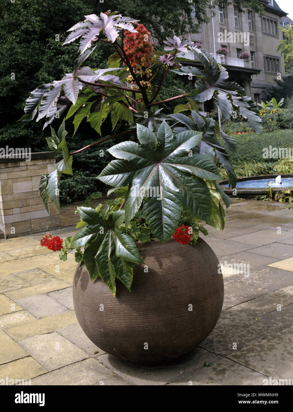 Ricinus communis Stock Photo