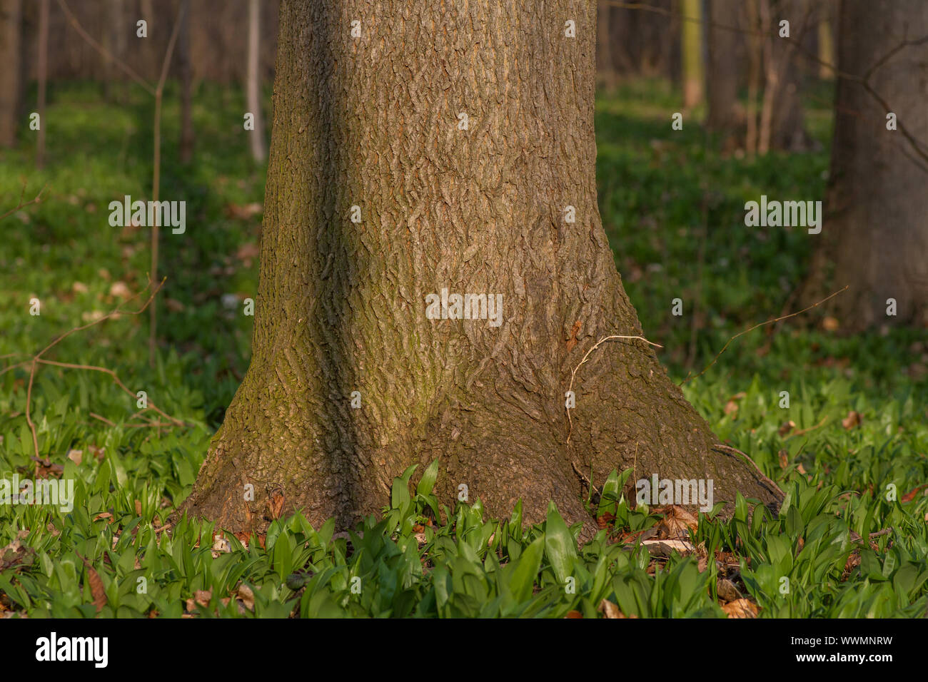 Tree in Br Stock Photo