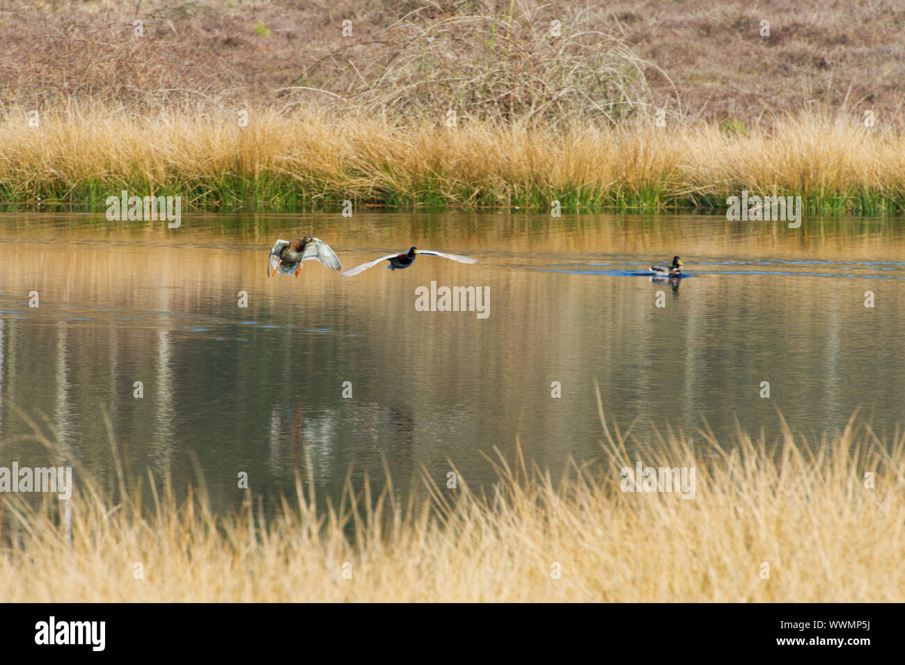 Flying couple wild ducks above nature lake Stock Photo