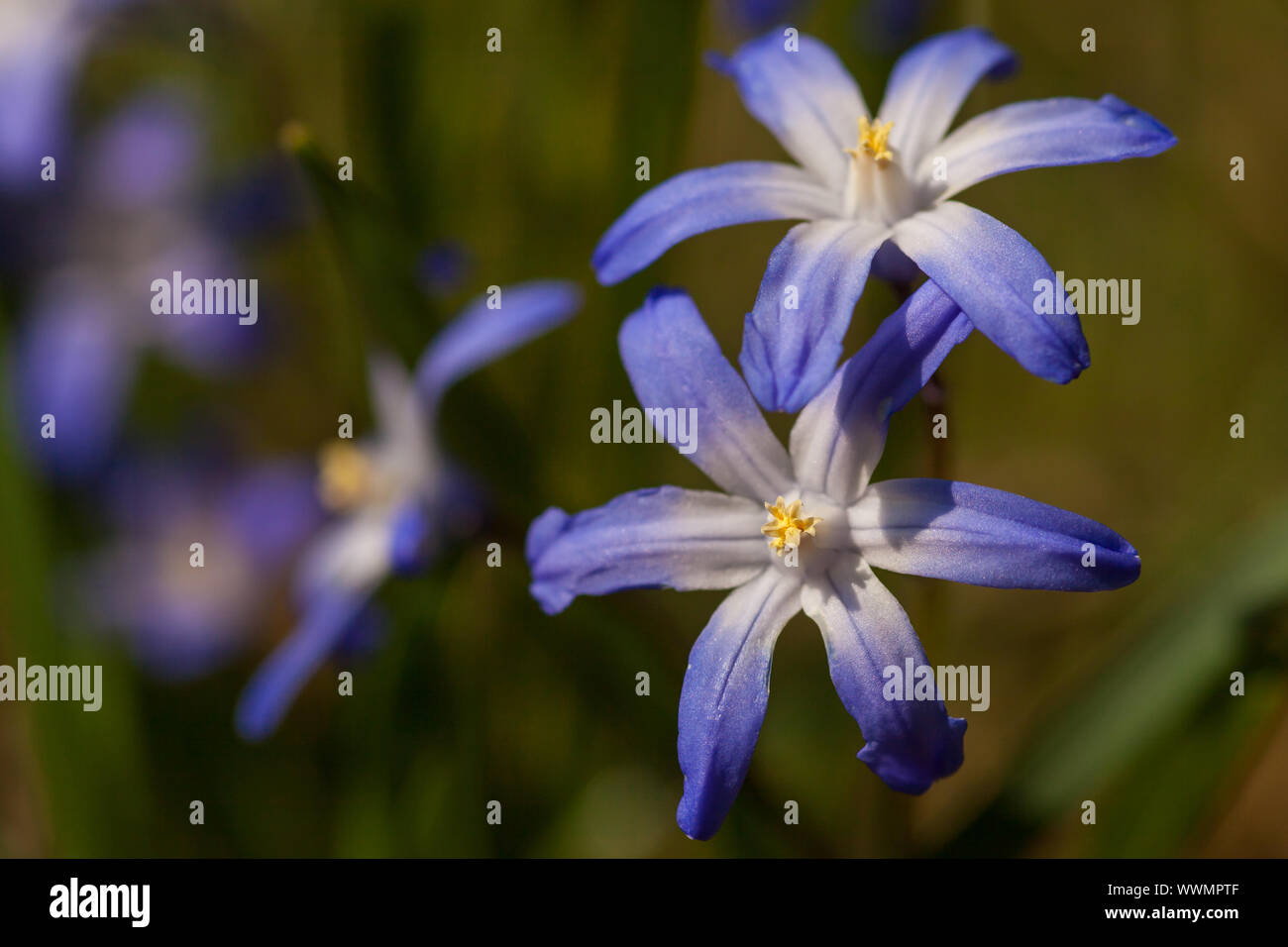 Early bloomers in blue Stock Photo Alamy