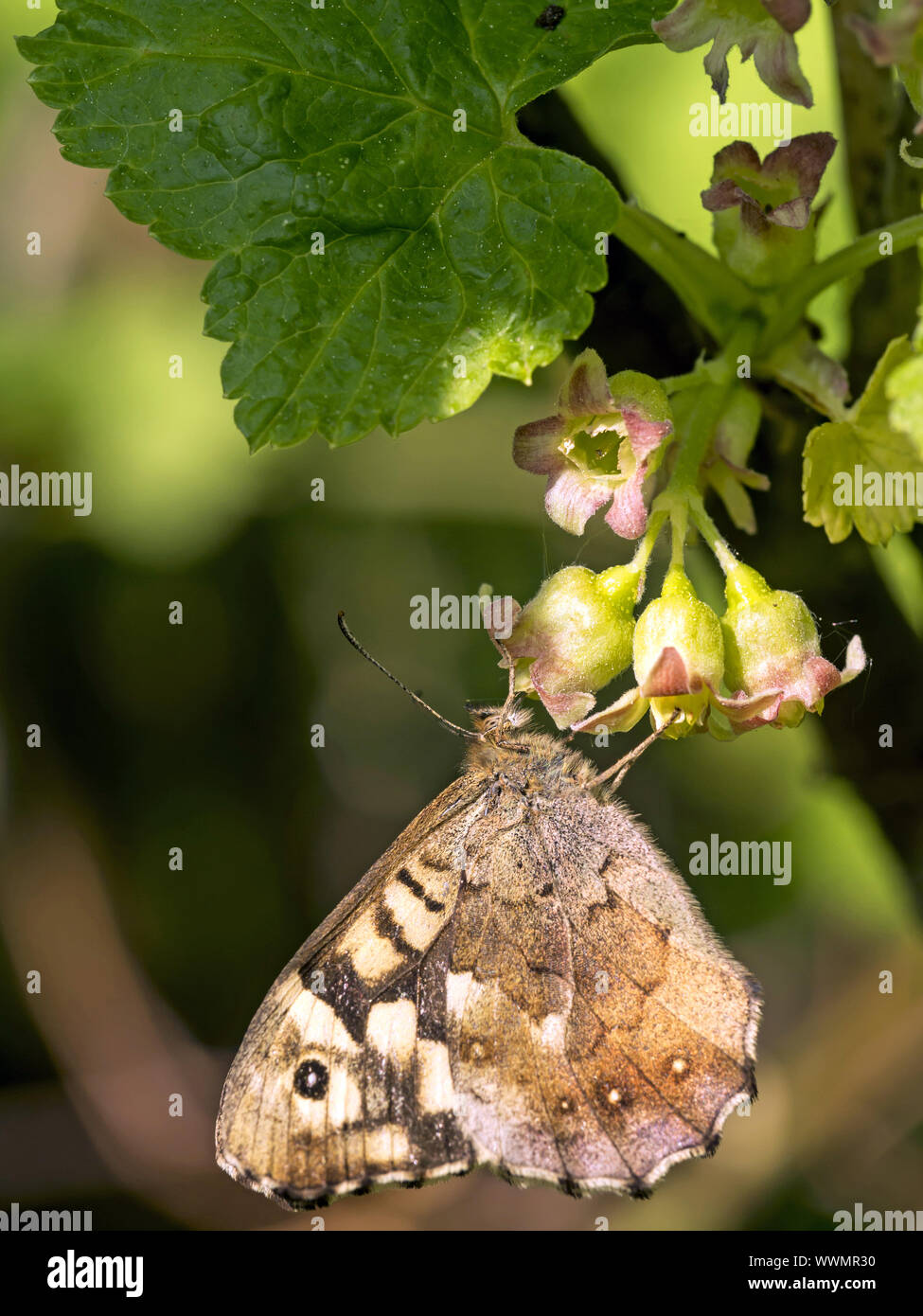 Speckled Wood (butterfly) Stock Photo