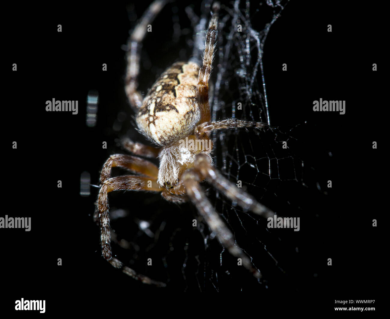 European garden spider Stock Photo