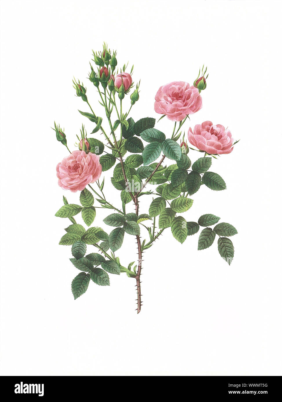 Antique illustration of a rose engraved by Pierre-Joseph Redoute (1759 -  1840), nicknamed "The Raphael of flowers Stock Photo - Alamy