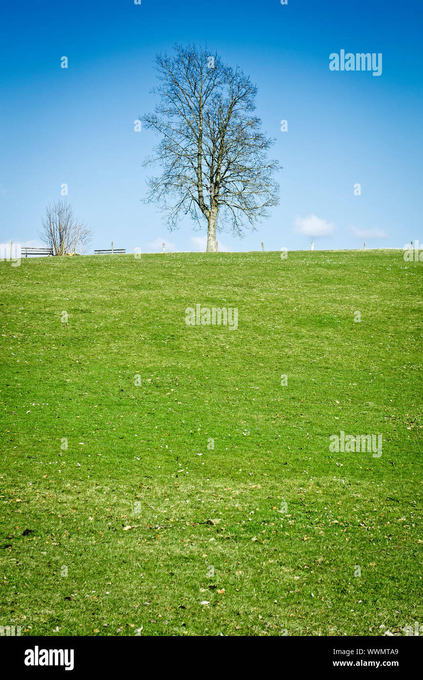 An image of a nice lonely tree Stock Photo - Alamy