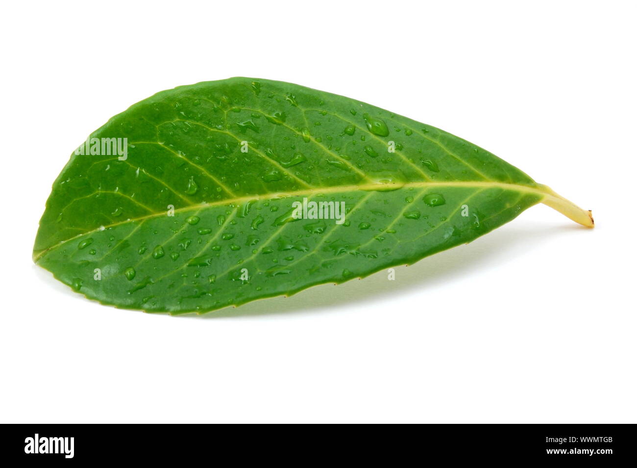 green leaf with water drops after summer rain isolated Stock Photo - Alamy