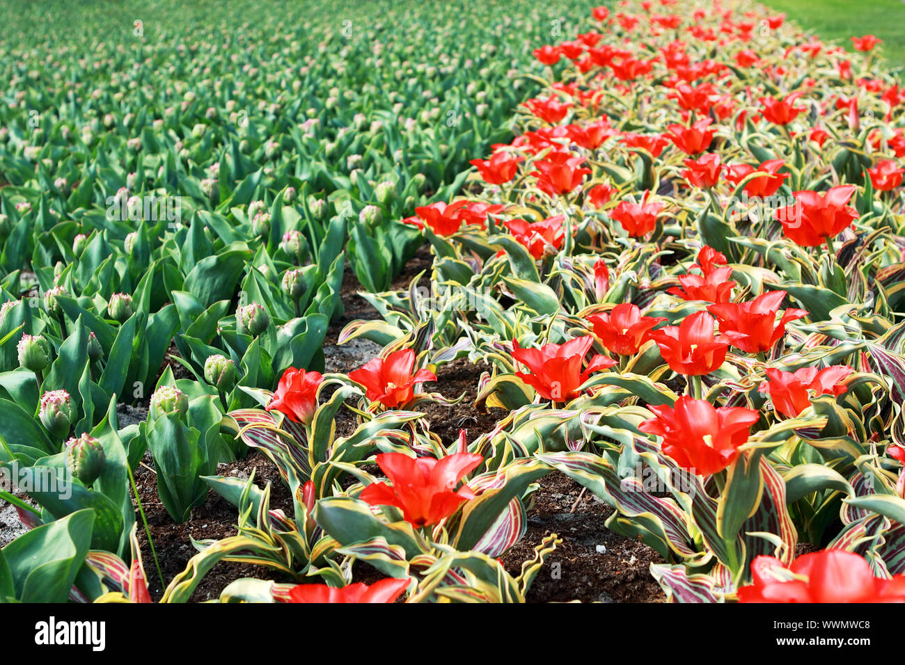 field with many colorful tulips in spring Stock Photo - Alamy