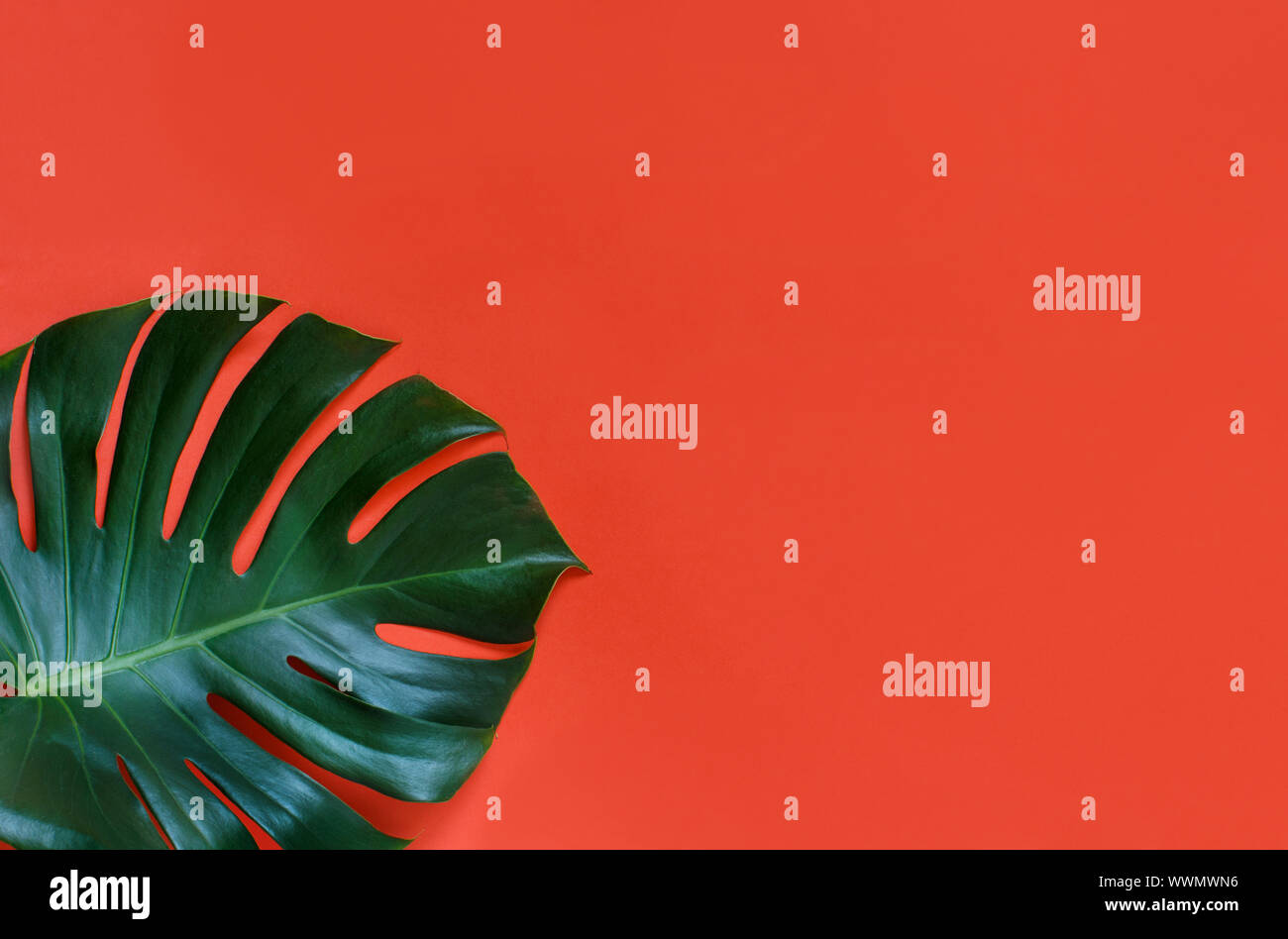 Tropical monstera leaf on a coral red background top view Stock Photo