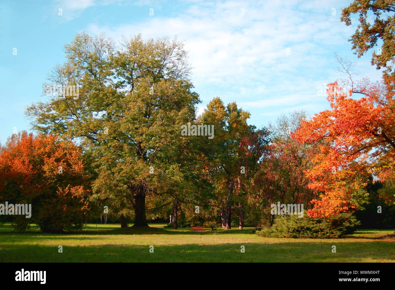 autumn in the forest with green trees under blue sky and golden leaves Stock Photo - Alamy