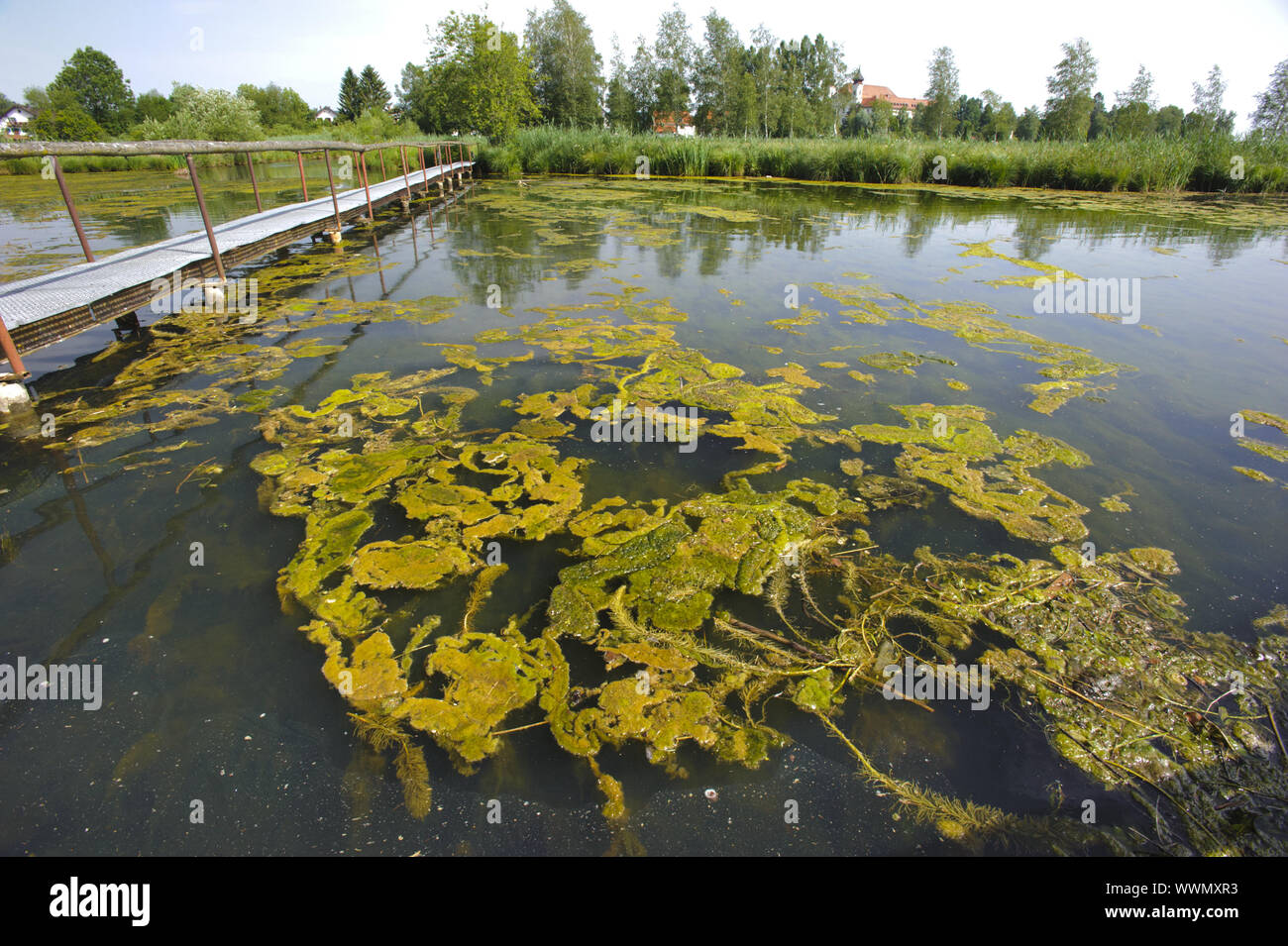 Algae plague in the lake Stock Photo