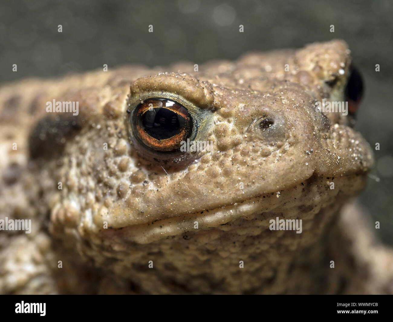 Toad wildlife hi-res stock photography and images - Alamy