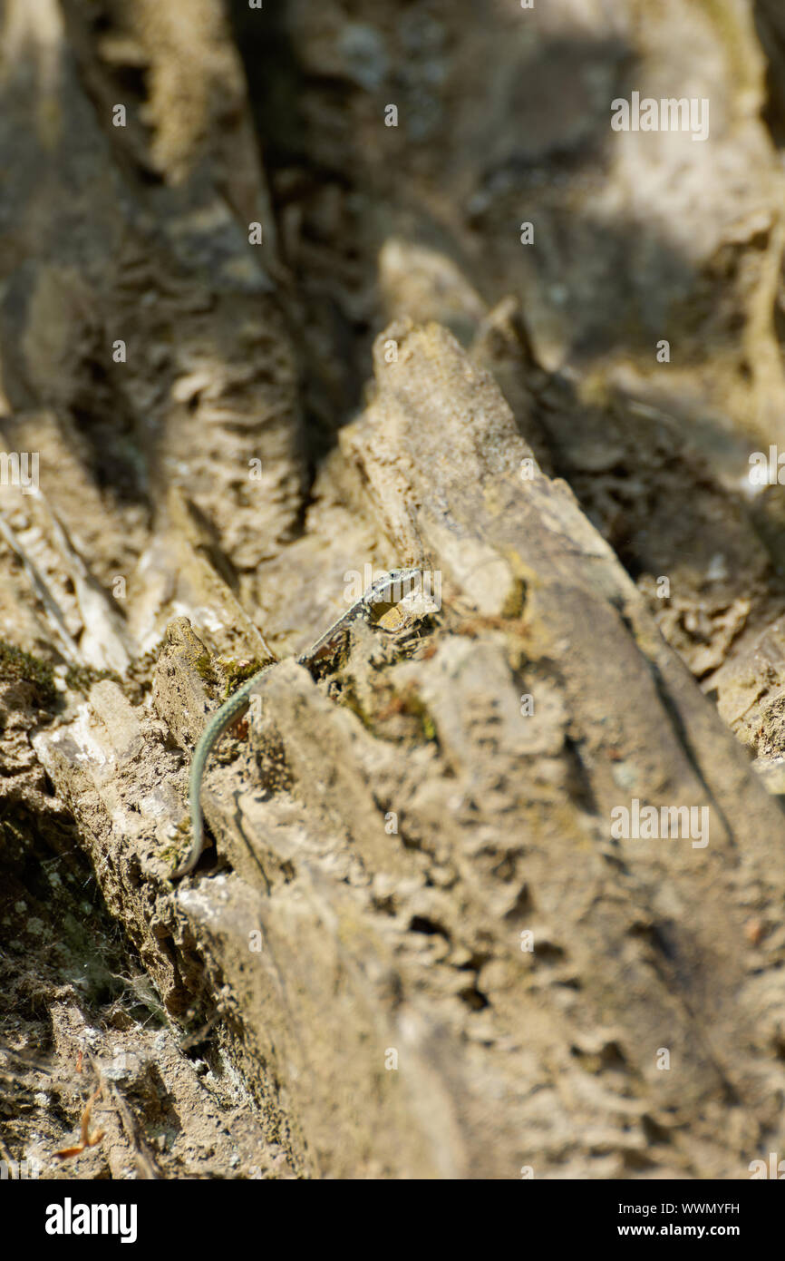 wall lizard, Podarcis muralis Stock Photo - Alamy