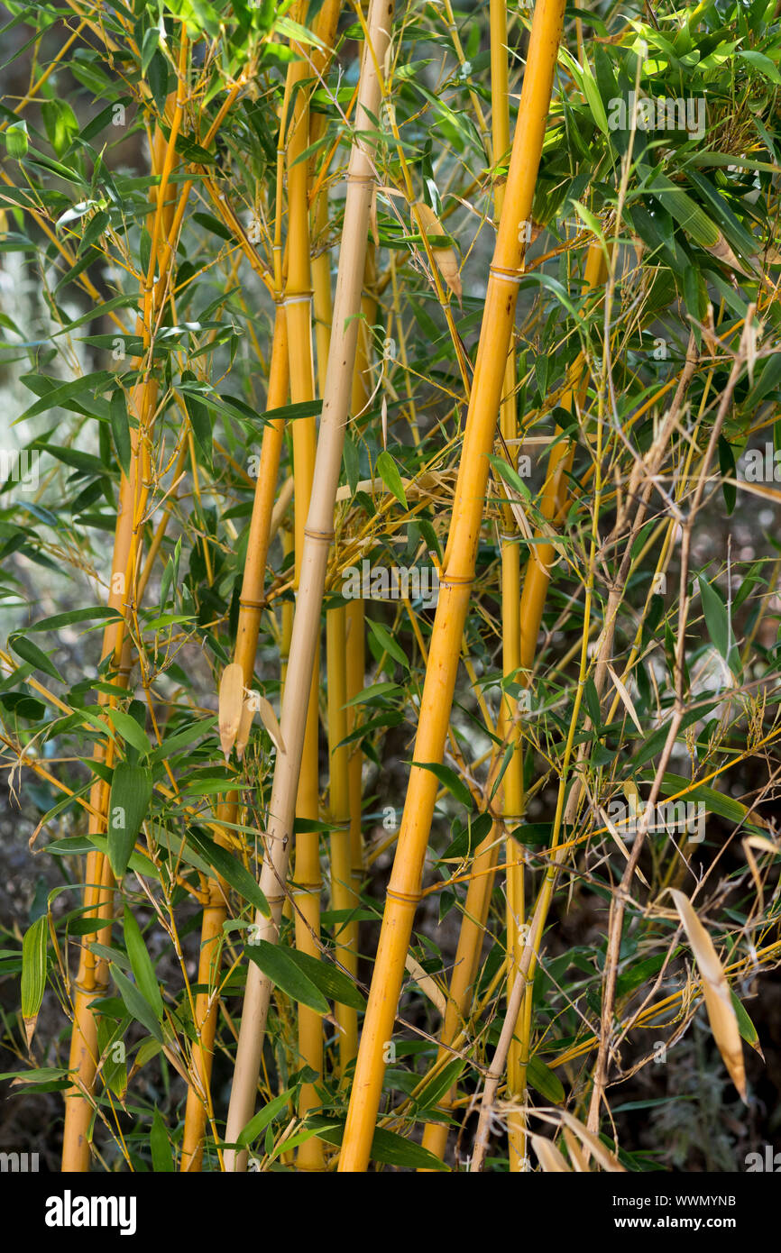 Bamboo stalks close up, plant detail. Stock Photo
