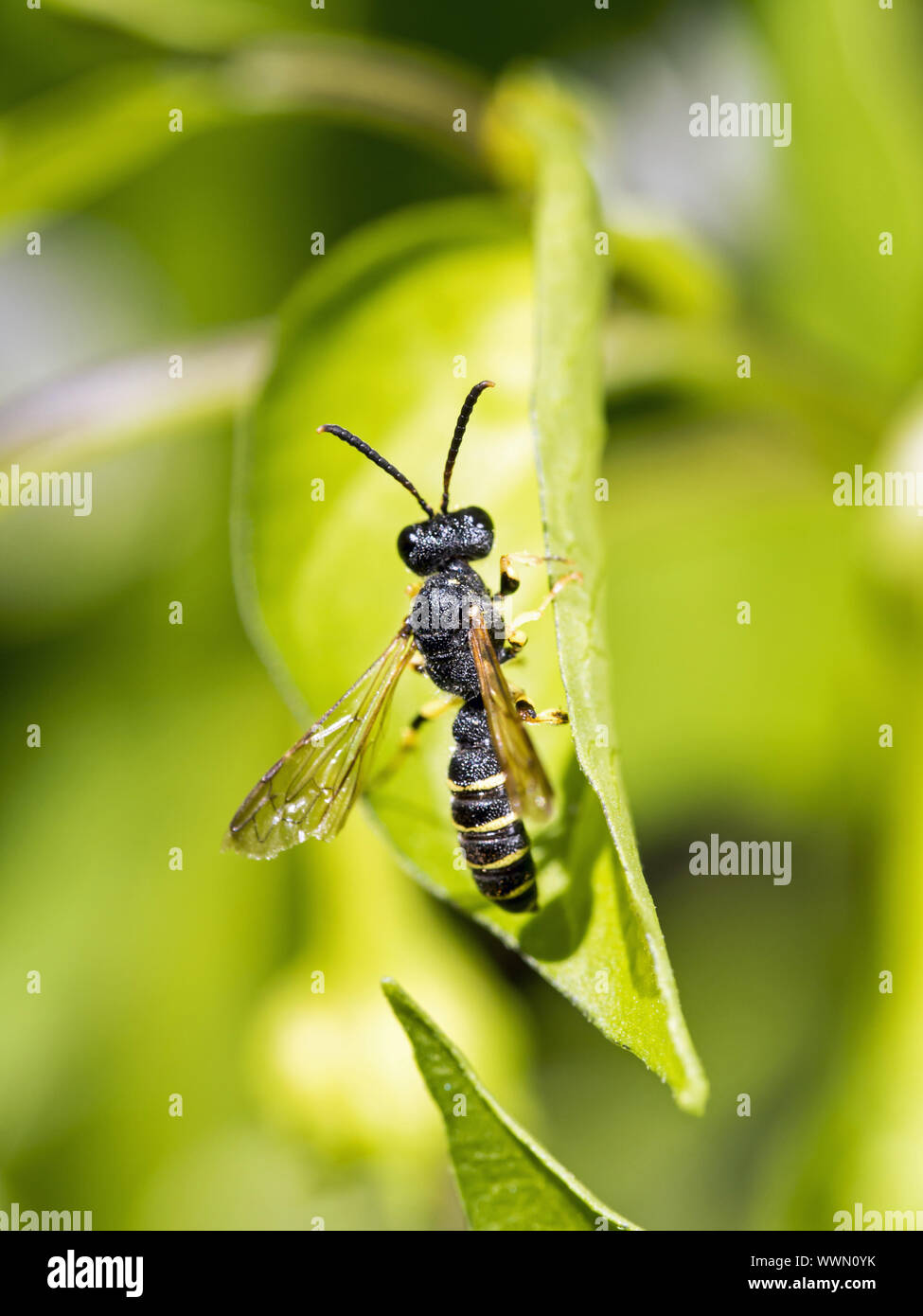 sandpit wasp (Cerceris arenaria) Stock Photo