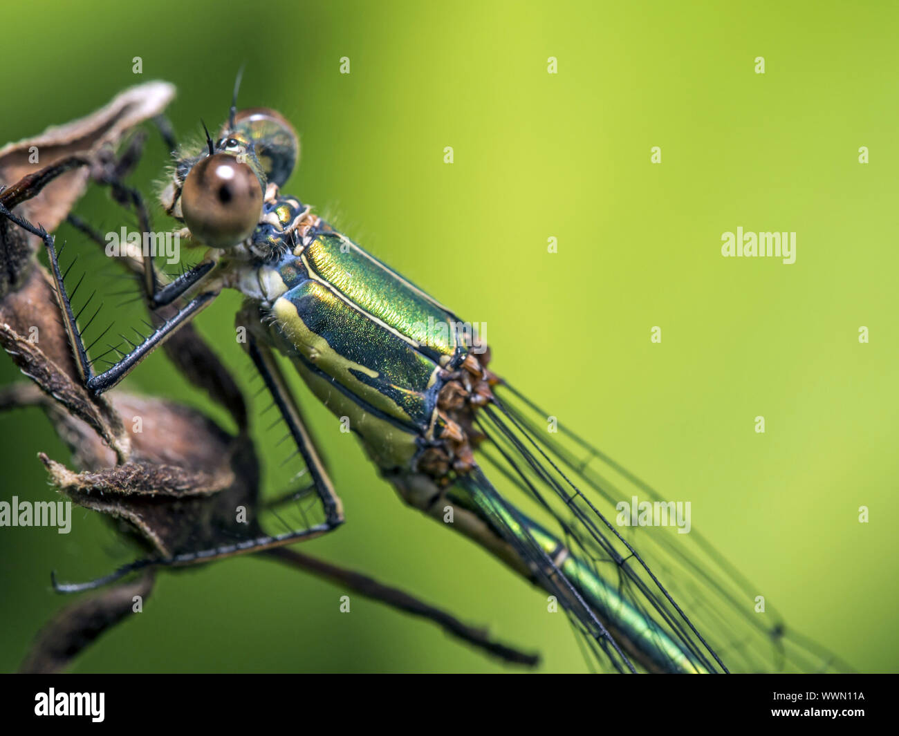 Small Emerald Damselfly Stock Photo - Alamy