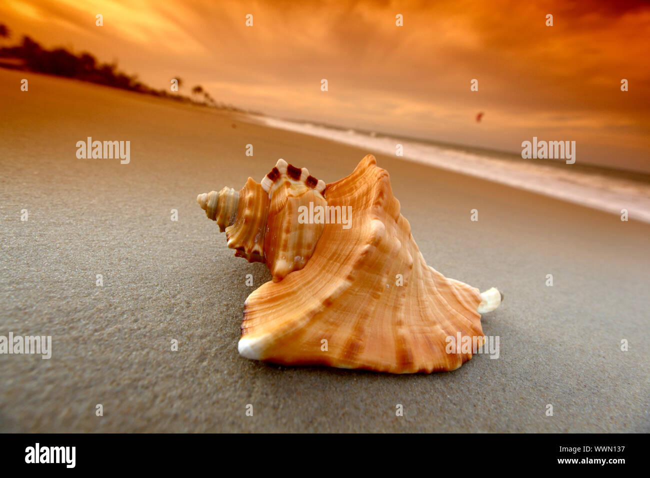 shell on sand under sunset sky Stock Photo - Alamy