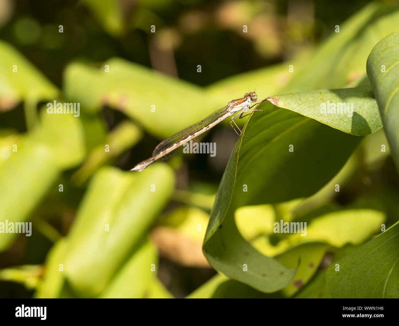 Damselflies And Dragonflies High Resolution Stock Photography and ...