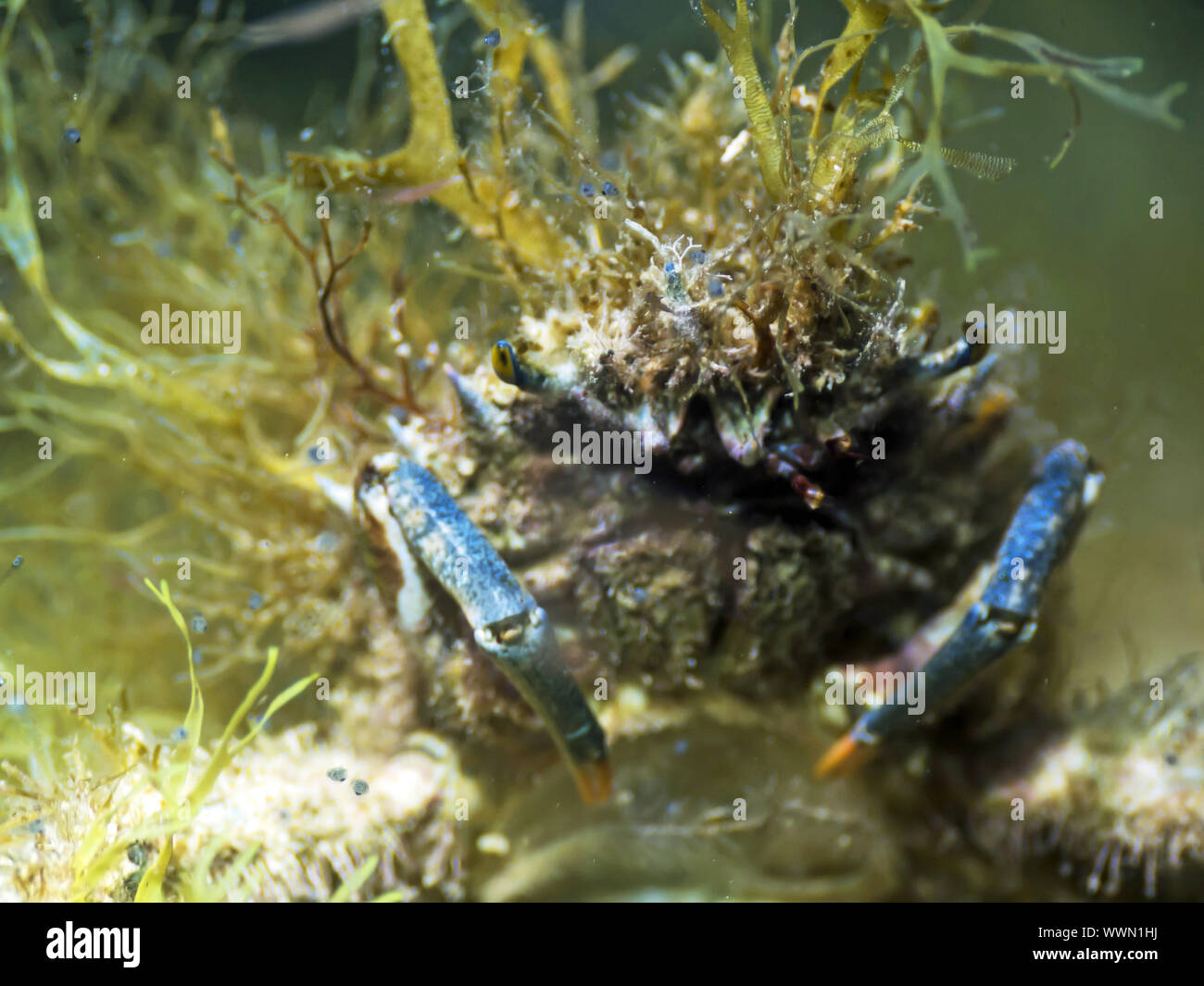 Lesser Spider Crab Stock Photo