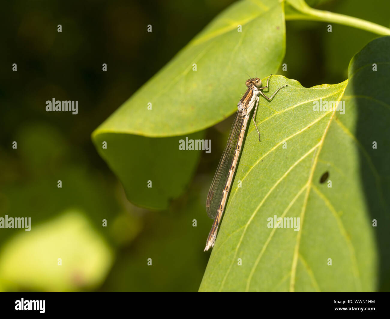 Dragonflies And Damselflies High Resolution Stock Photography and ...