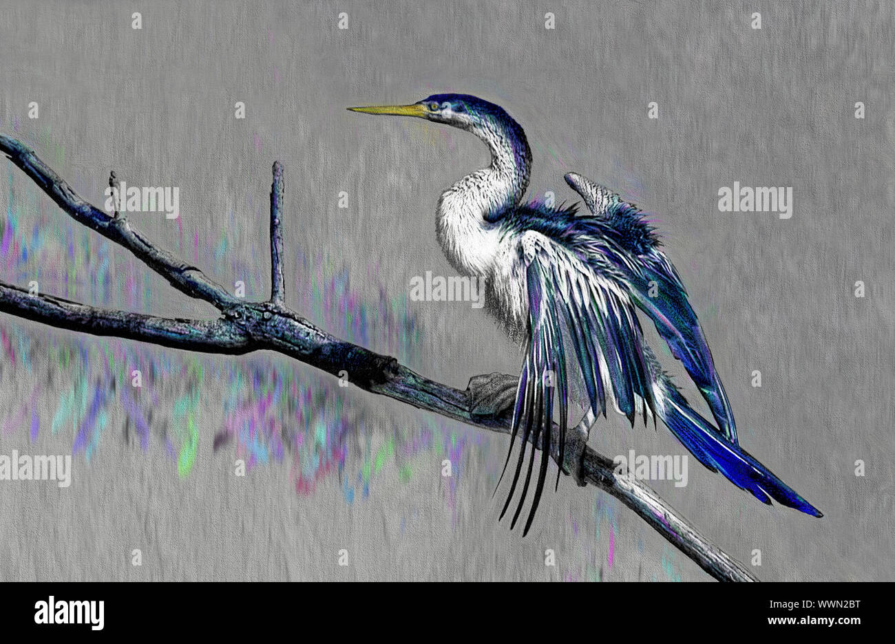A photographic image of a large bird on a tree branch which has been enhanced and coloured to produce an artistic study on a grey background Stock Photo