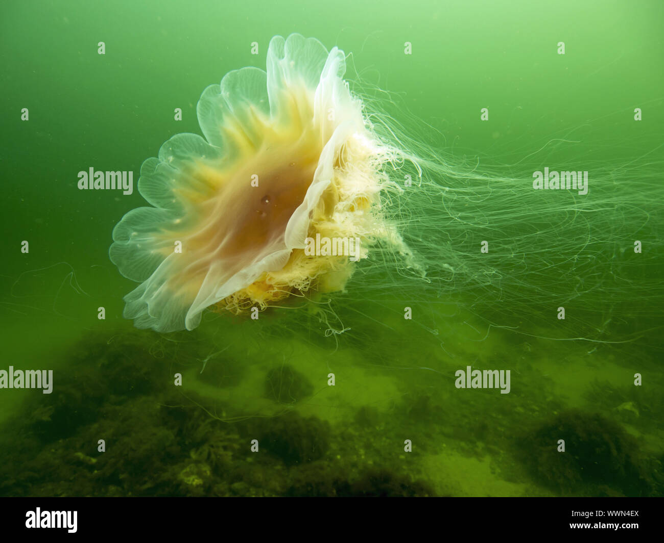 lion's mane jellyfish Stock Photo