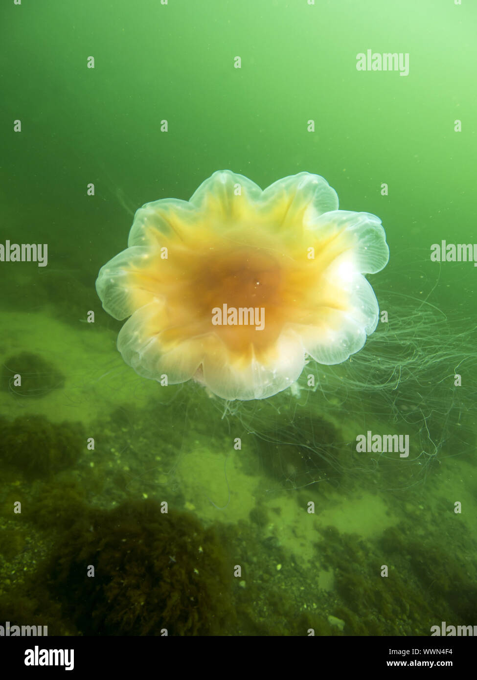 lion's mane jellyfish Stock Photo