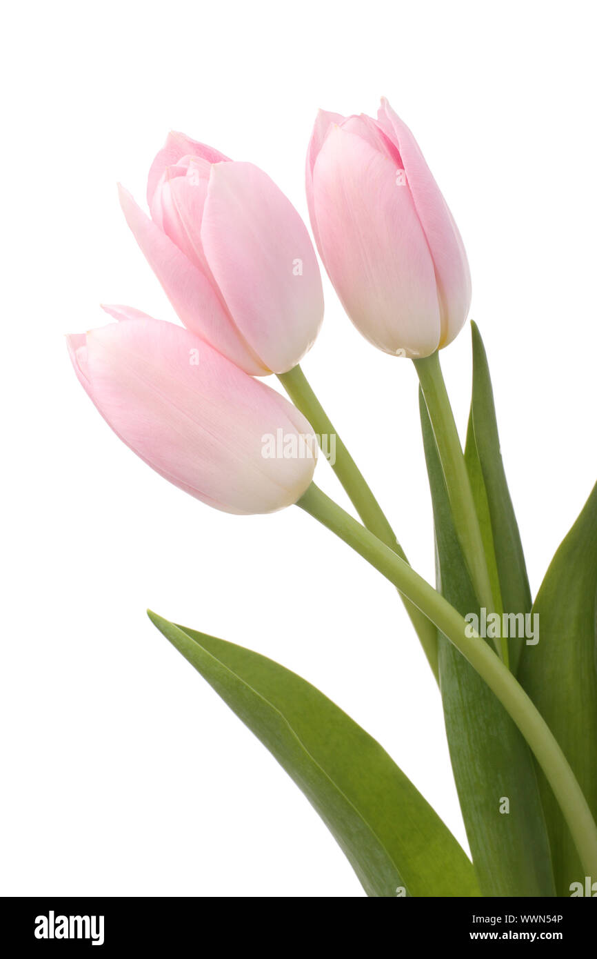 Light pink tulips on white background Stock Photo - Alamy