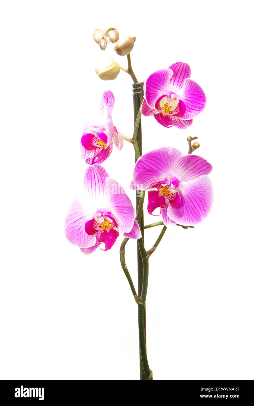 Pink orchid isolated on a white background Stock Photo - Alamy